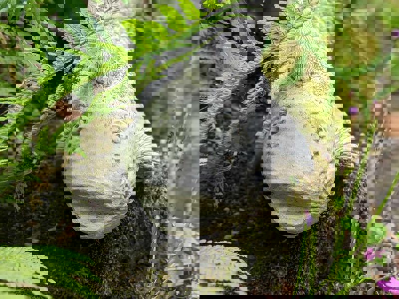 Koi Carp Fish Garden Ornament