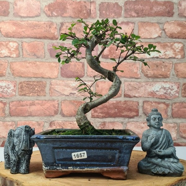 Chinese Elm (Ulmus Parvifolia) Bonsai Tree | Shaped | In 15cm Pot