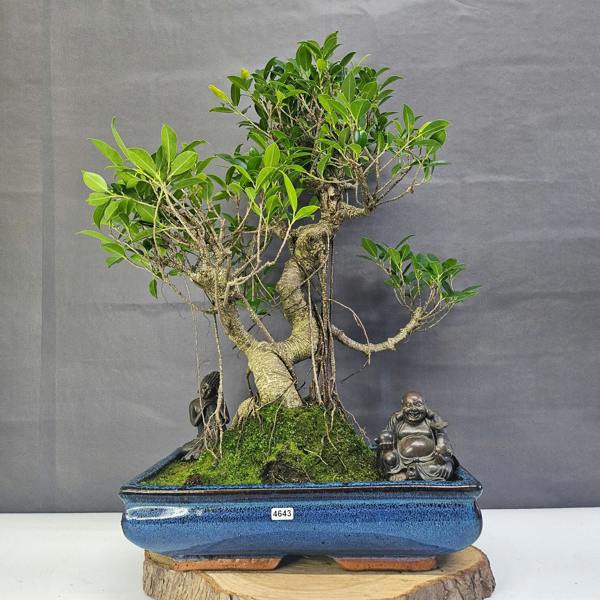 Yorkshire Bonsai Ficus Microcarpa (Banyan Fig) Large Indoor Bonsai Tree | Shaped | In 35cm Pot
