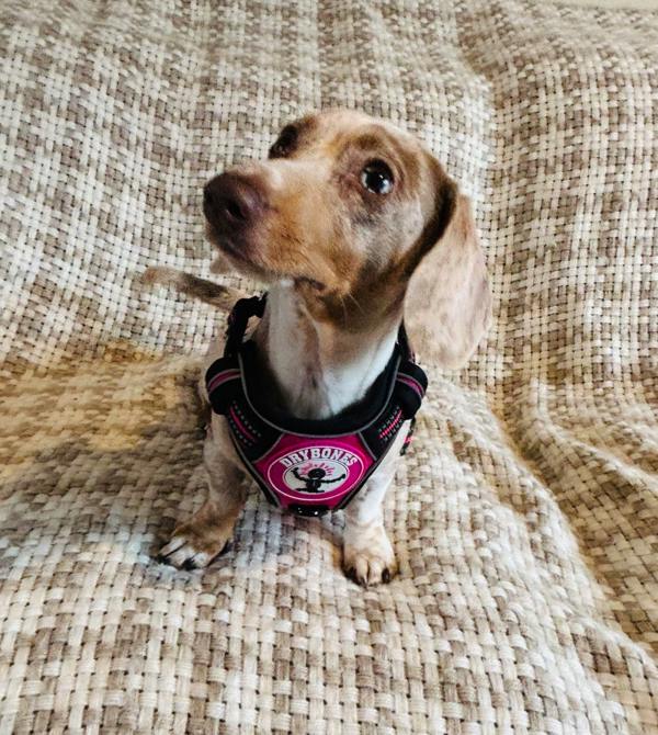 DRYBONES Dog Harness