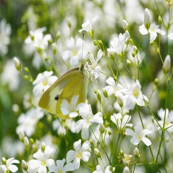 gypsophila elegans seeds for sale