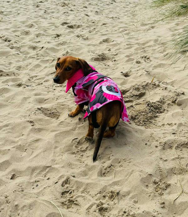 DRYBONES Waterproof Dog Coat