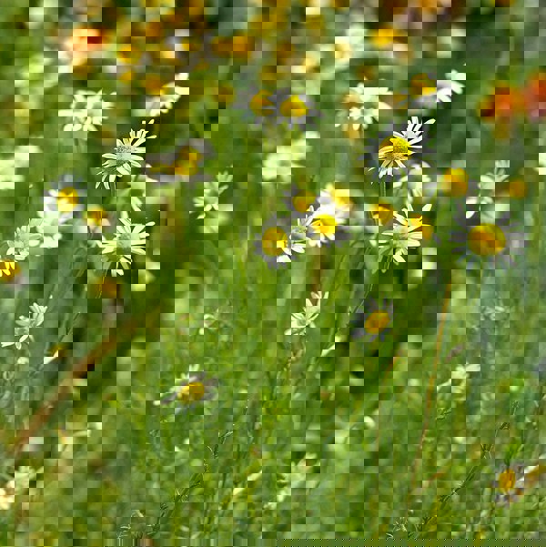 Silver Circle Distillery Greener Pastures Gin - Batch 2