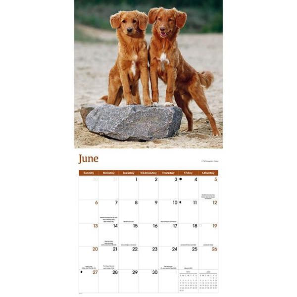 Nova Scotia Duck Tolling Retriever Calendar 2027, Wall Calendars, Month To View, Dogs, Gift