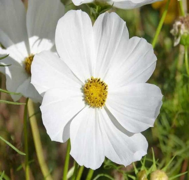 cosmos purity white