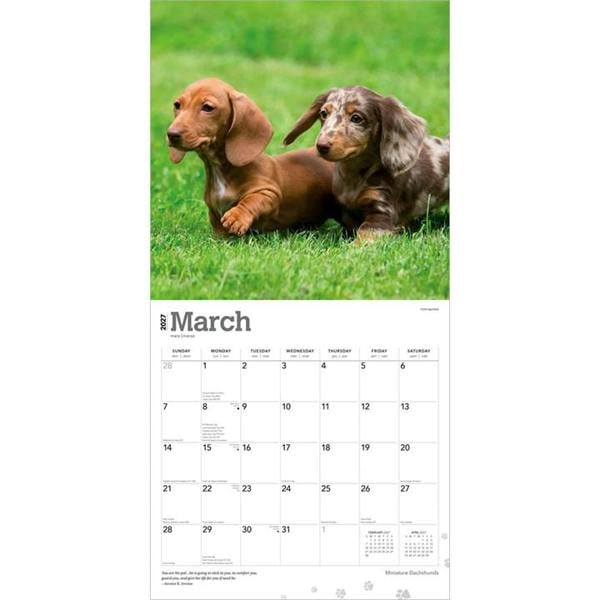 Miniature Dachshunds Calendar 2027, Wall Calendars, Month To View, Dogs, Gift