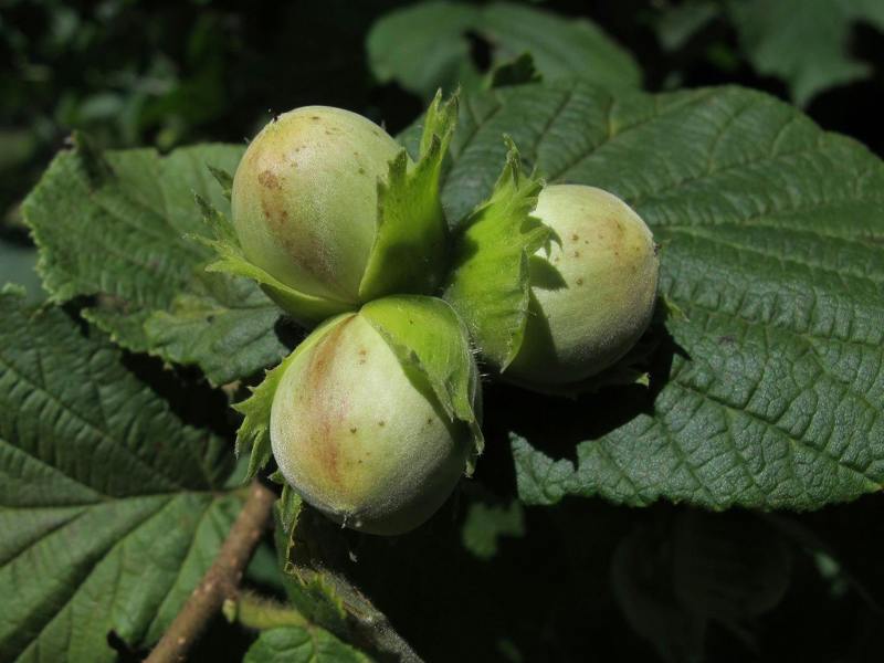 Direct Plants 3 x Large Corylus Avellana Hazelnut Fruit Trees Cobnuts 4-5ft in Pots By Direct Plants