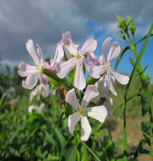 saponaria-officinalis-