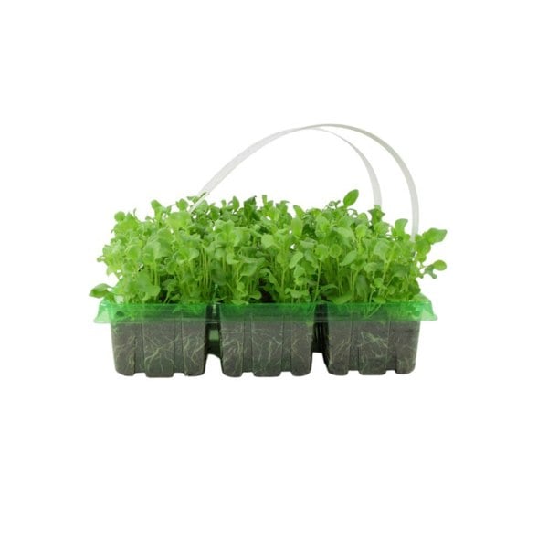 Verbena Blue 6 Pack x 2 - 12 Plants Vibrant Summer Garden Colour plants by post