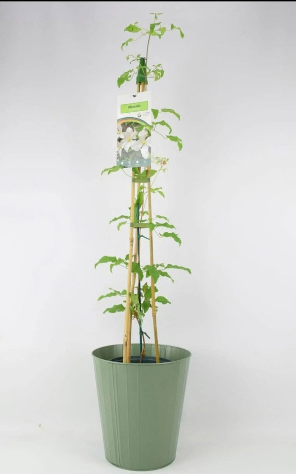 Clematis Prince George 3L pot