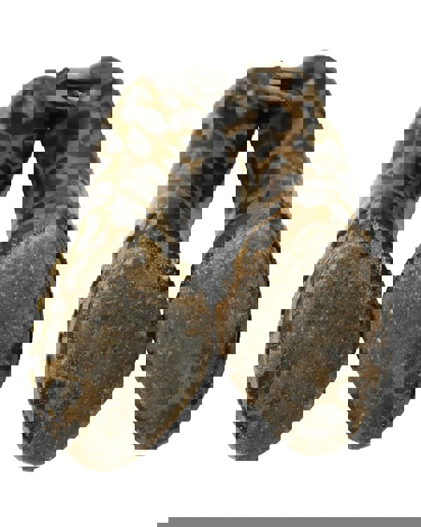 155595532.jpg