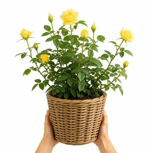 5L Rose Anniversary Wishes Yellow Rose Bush - Beautiful Flowering Garden Plant - Kubo Basket