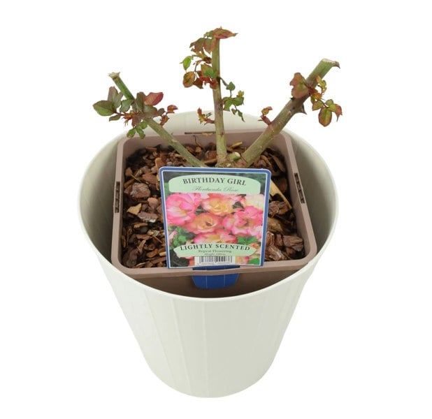 Rose Birthday Girl 5.5 Litre Pot Plants By Post