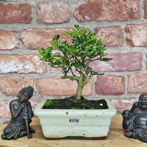 Yorkshire Bonsai Chinese Pepper (Zanthoxylum Pipertum) Bonsai Tree | Broom | In 20cm Pot