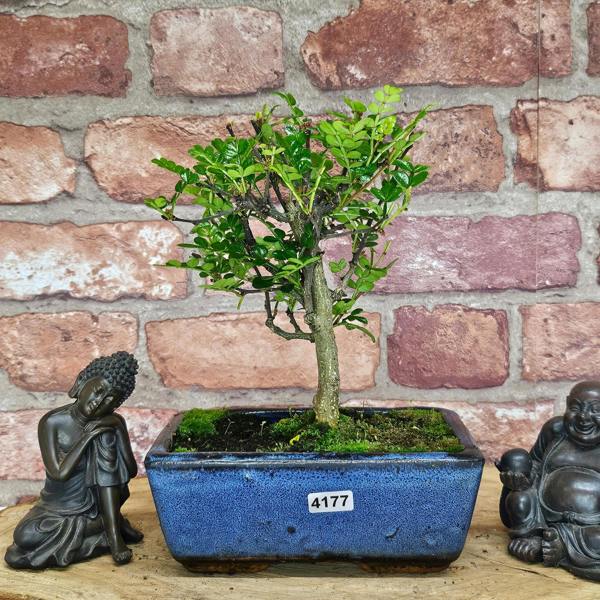 Yorkshire Bonsai Chinese Pepper (Zanthoxylum Pipertum) Bonsai Tree | Broom | In 15cm Pot