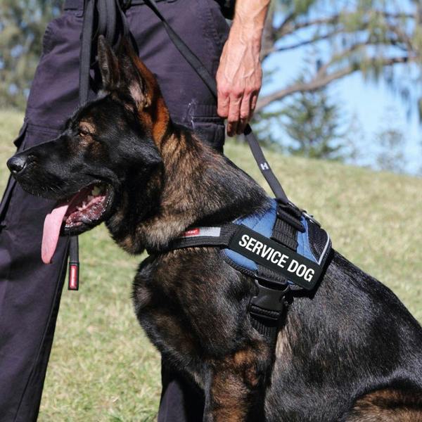 EzyDog Convert Harness in Red