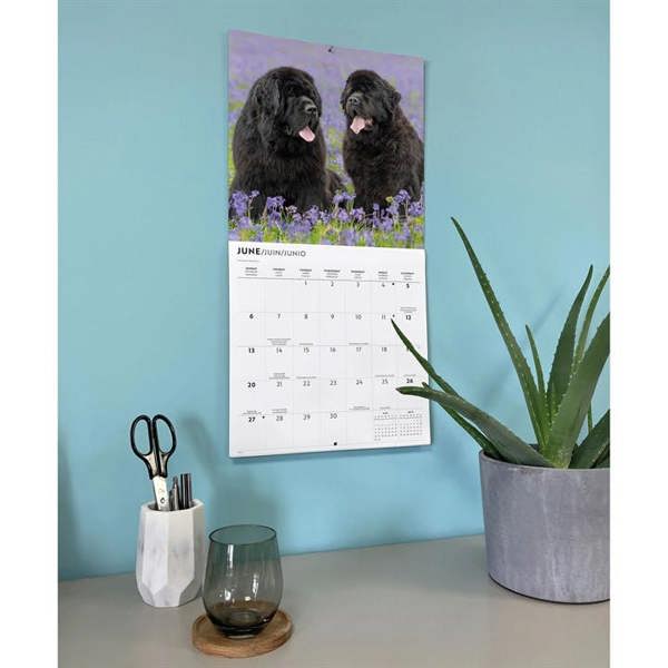 Newfoundlands Calendar 2027, Wall Calendars, Month To View, Dogs, Gift