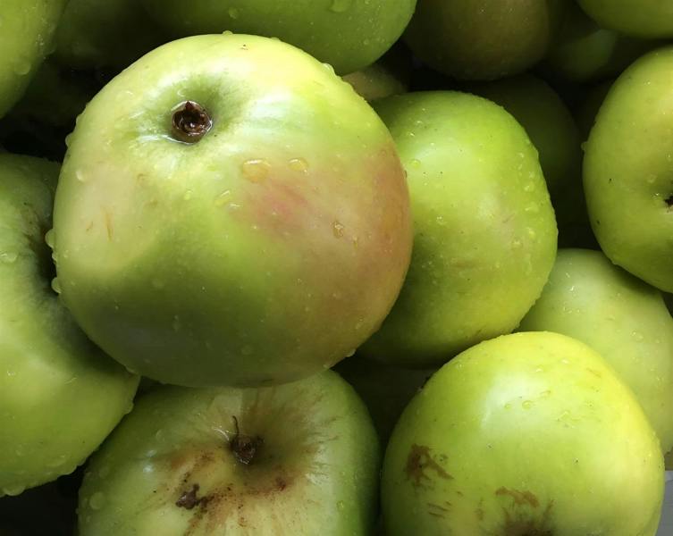 Direct Plants Lordy Derby Apple Tree 4-5ft Bare Root Fruit Tree by Direct Plants
