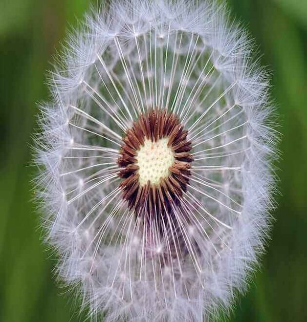 genshin dandelion seeds