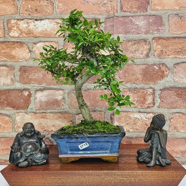 Yorkshire Bonsai Chinese Elm (Ulmus Parvifolia) Bonsai Tree | Shaped | In 15cm Pot