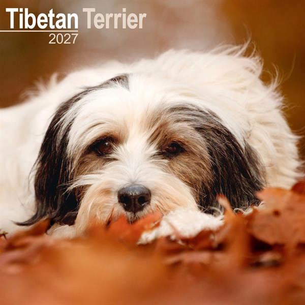 Tibetan Terrier Calendar 2027, Wall Calendars, Month To View, Dogs, Gift
