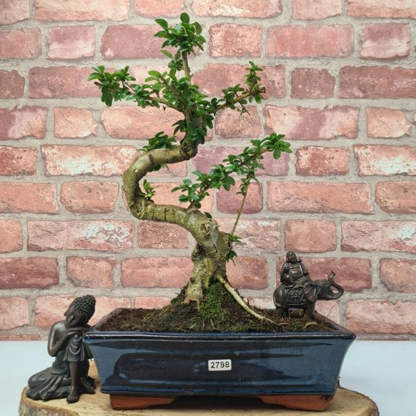 Chinese Privet (Ligustrum Sinense) Bonsai Tree | Shaped | In 25cm Pot - Yorkshire Bonsai