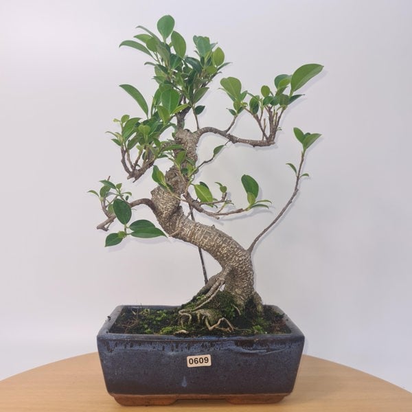 Ficus Microcarpa (Banyan Fig) Indoor Bonsai Tree | Shaped | In 20cm Pot