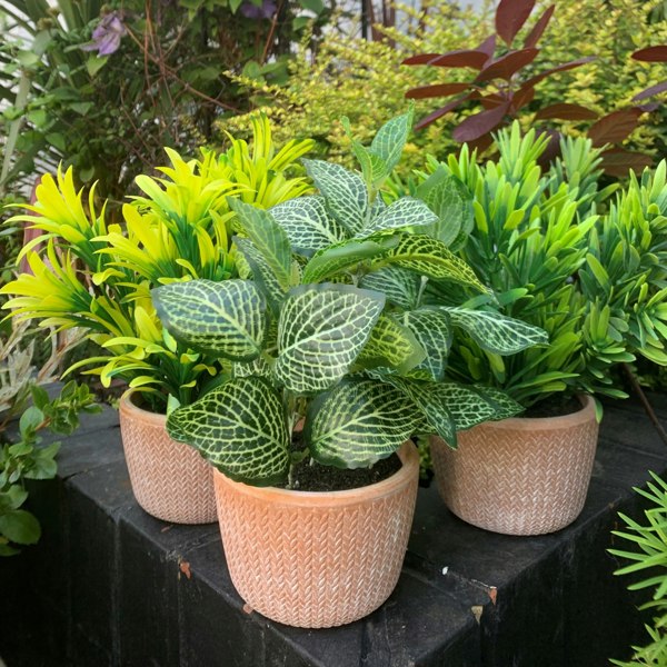 Leaf 22cm Honey Plant Dark Green in Terracotta Pot