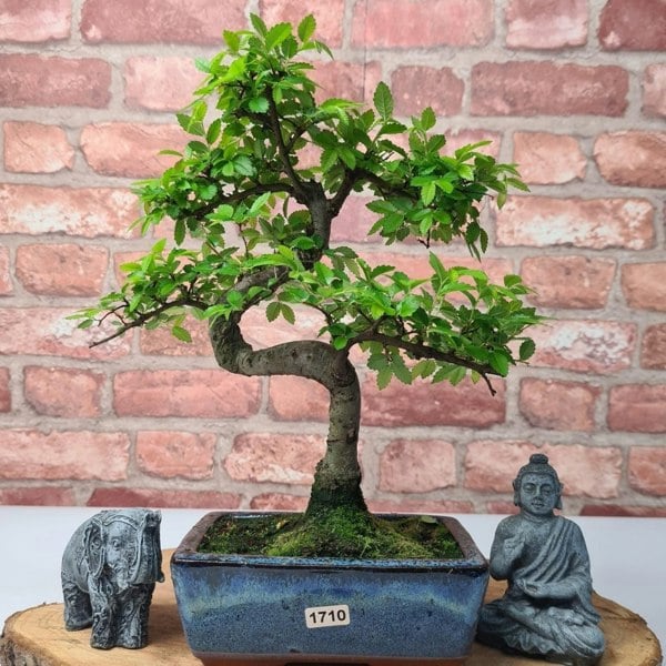 Chinese Elm (Ulmus Parvifolia) Bonsai Tree | Shaped | In 15cm Pot - Yorkshire Bonsai