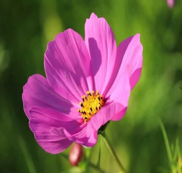 garden-cosmos