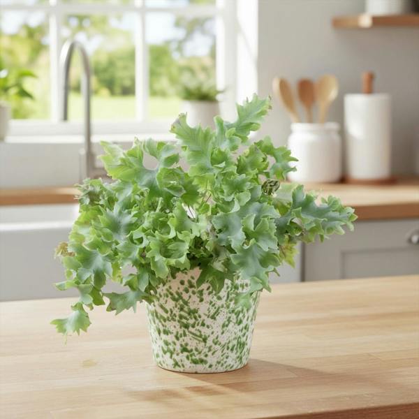 Phlebodium Davana - Ruffled Blue Star Fern Indoor Plant Plants By Post
