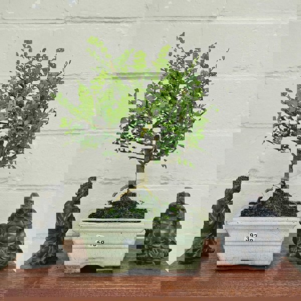 Yorkshire Bonsai Chinese Pepper (Zanthoxylum Pipertum) Bonsai Tree | Broom | In 15cm Pot