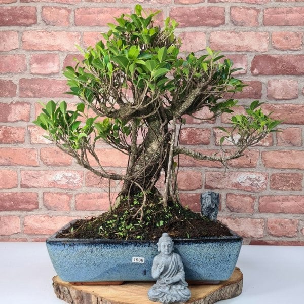 Ficus Microcarpa (Banyan Fig) Large Indoor Bonsai Tree | Shaped | In 35cm Pot - Yorkshire Bonsai