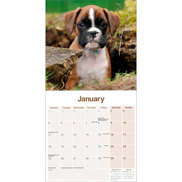 Boxer Calendar 2027, Wall Calendars, Month To View, Dogs, Gift