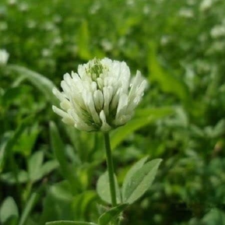 habitat seeds wildflower health