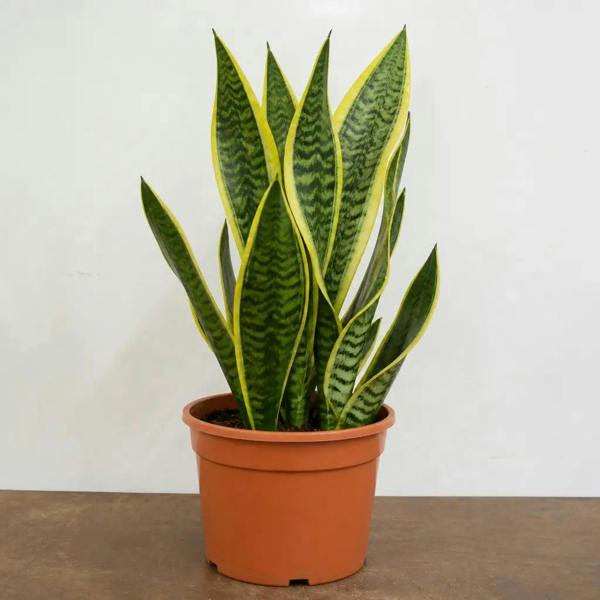 Sansevieria Superba - Snake Plant - 21cm Pot