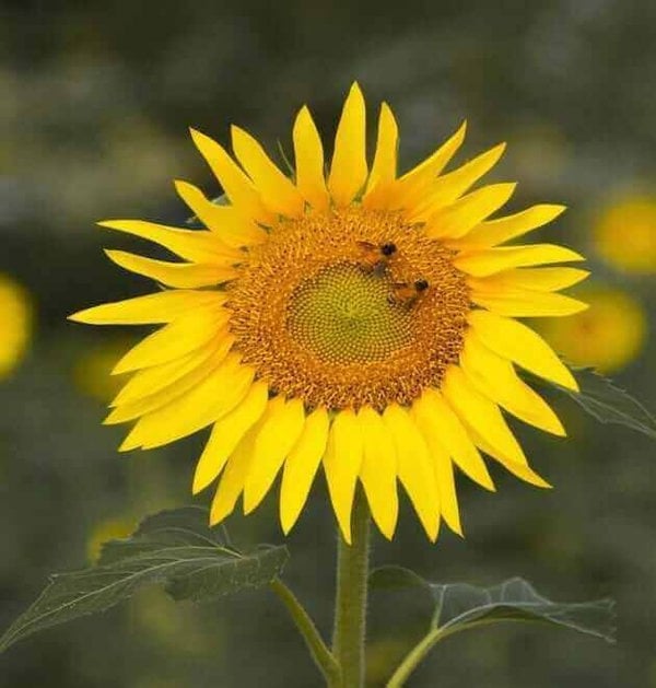 drought-tolerant sunflower seeds