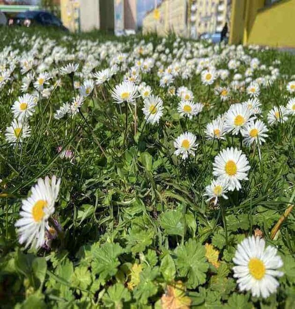 oxeye daisy leucanthemum vulgare