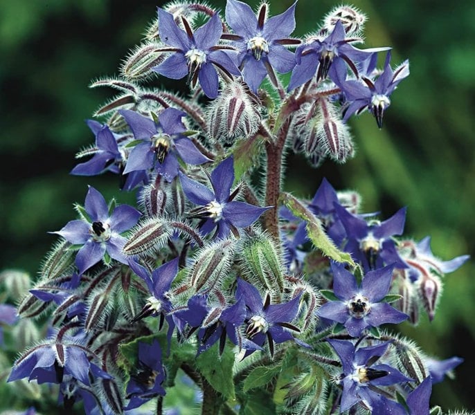 Borage Seed