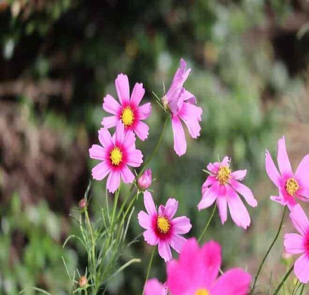 are cosmos easy to grow from seed