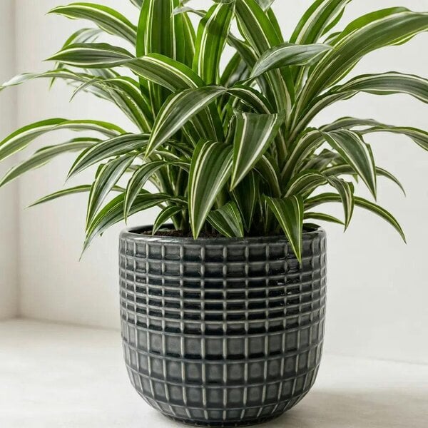 Dracaena White Jewel Dragon Tree – Elegant White and Green Variegated Indoor Houseplant