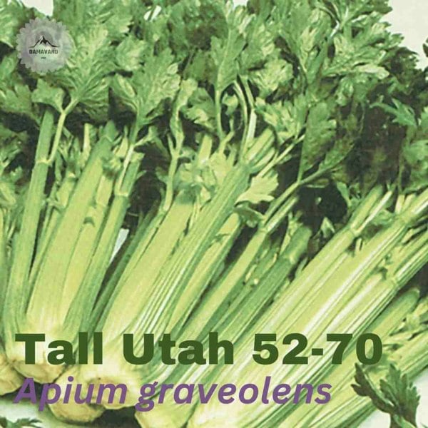 Celery Tall Utah 52 70 Seeds