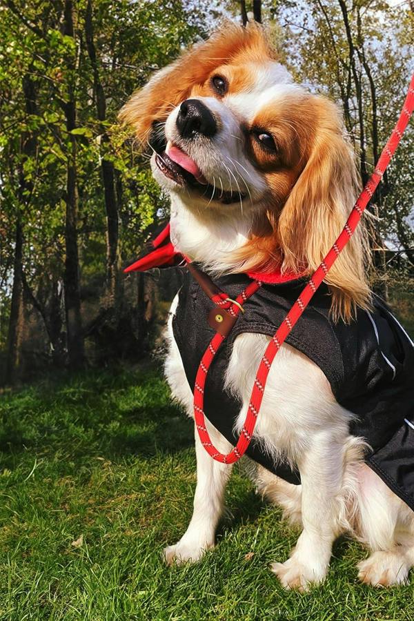 Waterproof Dog Jacket – Fleece-Lined, Reflective, Adjustable Fit - Optimum