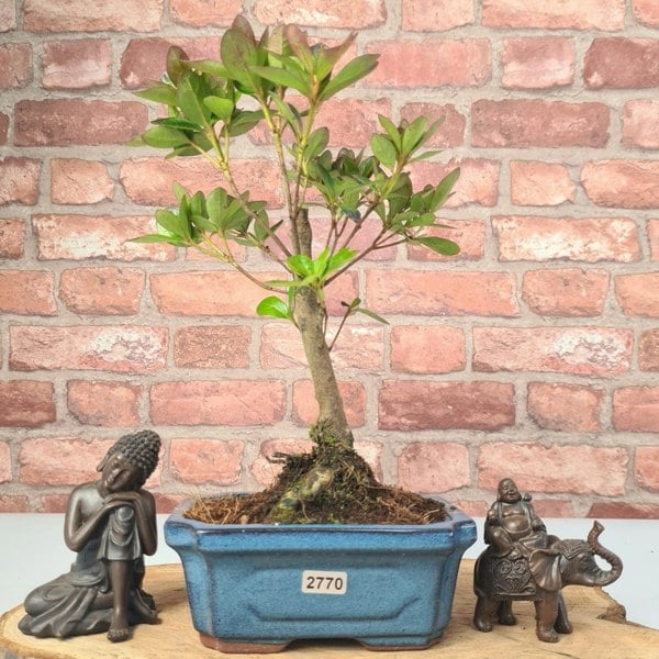 Azalea (Rhododendron) Bonsai Tree | Broom | In 15cm Pot - Yorkshire Bonsai