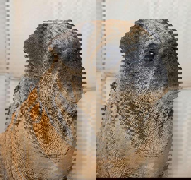 Pair of Full Size Sitting Pugs Stone Statues