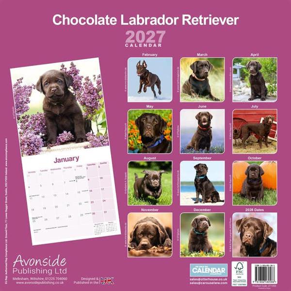 Chocolate Labrador Retriever Calendar 2027, Wall Calendars, Month To View, Dogs, Gift