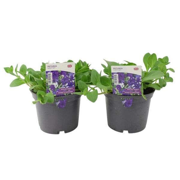 Petunia Night Sky 2 Large Plants – 1L Pots, British Grown, Recyclable Pots plants by post