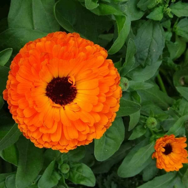 Calendula Gitana mixed