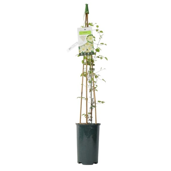 Clematis Guernsey Cream