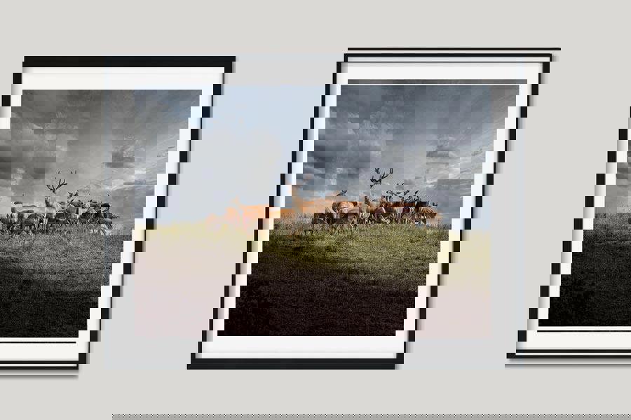 Highland deer framed wall art print